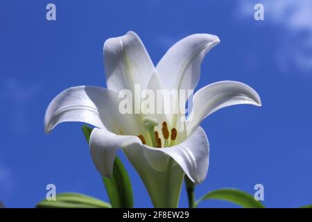 Weiße Osterlilie, bekannt als Lilium longiflorum. Hat eine ausdauernde Glühbirne mit großen, weißen, trompetenförmigen Blüten, die einen wunderbaren Duft haben. Stockfoto