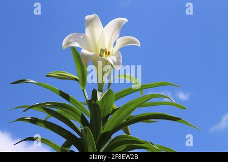Hohe wachsende weiße Osterlilie mit Blättern, die als Lilium longiflorum bekannt sind. Hat eine ausdauernde Glühbirne mit großer, weißer, trompetenförmiger Blume Stockfoto