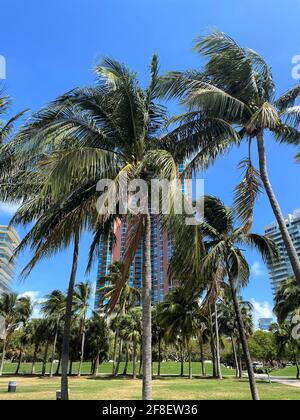 Portofino Tower ist ein Wolkenkratzer in Miami Beach, Florida. South Beach. Hochhaus versteckt hinter Palmen Stockfoto