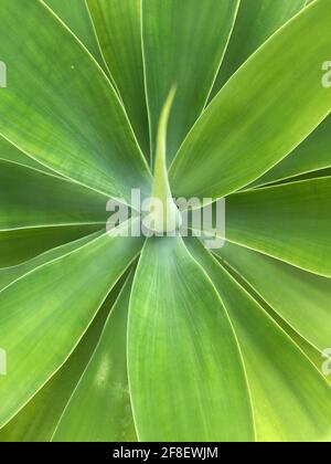 Schöner Hintergrund der Innenseite einer großen grünen Fuchsenschwanz-Agave-Pflanze. Die Pflanze ist auch bekannt als Löwenschwanz, Schwanenhals und Drachenbaum-Agave. Stockfoto