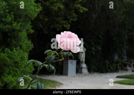 Schöne und zarte rosa Rose in einem Garten mit einem verschwommenen Hintergrund. Copyspace. Stockfoto