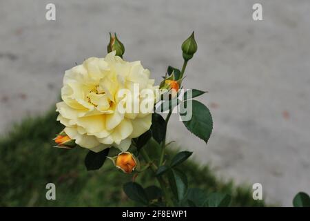 Schöne und zarte gelbe porzellangerose in einem Garten mit verschwommenem Hintergrund. Stockfoto