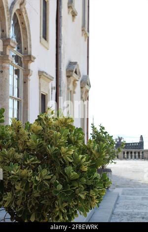Seitenansicht des Vizcaya Museum and Garden Building. Grüner Strauch aus nächster Nähe. Stockfoto