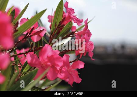 Nahaufnahme von rosa Oleander-Blüten, einer Art von Nerium. Die Blumen wachsen in einem Garten. Foto mit unscharfem Hintergrund. Stockfoto