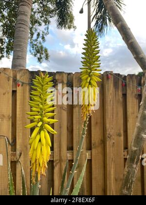 Gelbe Aloe Vera Blume außerhalb eines Hinterhofgartens Stockfoto