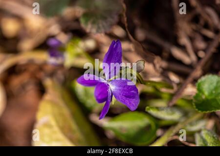 Viola-Hirta blüht im Wald Stockfoto