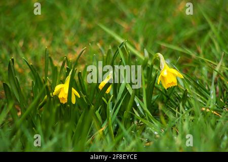 narcissus Blumen im Garten - weicher Fokus Stockfoto