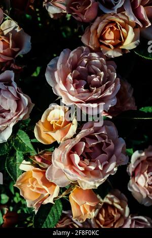 Ein blassrosa Rosenstrauch in voller Blüte, umgeben von grünen Blättern mit tiefem Frühlingssonlight am Nachmittag Stockfoto