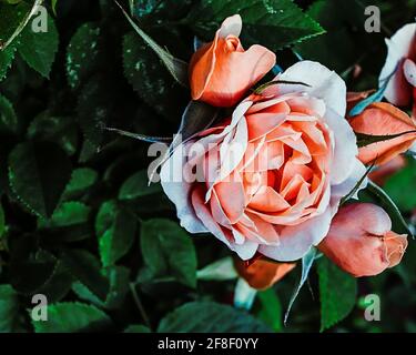 Ein rosa Rosenbusch blüht im Sommersonnenlicht, umgeben von grünen Blättern Stockfoto