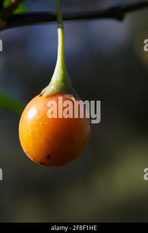 Kängurupfelfrucht (Solanum) - nach den hübschen violetten Blüten erscheinen diese Früchte. Man behauptet, sie seien essbar, aber ich war noch nie auf dem Spiel! Stockfoto