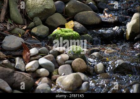 Ich Frage mich, warum einige Kieselsteine Moos wachsen, andere nicht. Dieser moosbedeckte Felsen in einem Bach im Blackburn Lake Reserve hob sich von seinen Nachbarn ab! Stockfoto