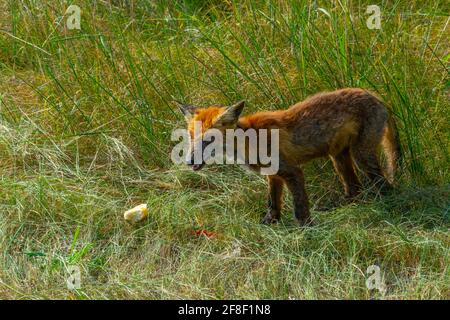 Schlecht aussehender Fuchs frisst ein Stück Fleisch in Tschernobyl, Ukraine Stockfoto