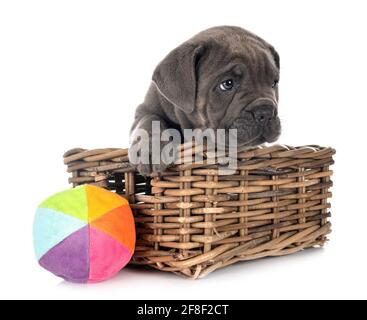 Welpe Neapolitanischen Mastiff vor weißem Hintergrund Stockfoto