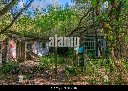 Die Natur übernimmt ein verlassenes Dorf im Tschernobyl Ausschlusszone in der Ukraine Stockfoto