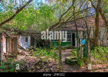 Die Natur übernimmt ein verlassenes Dorf im Tschernobyl Ausschlusszone in der Ukraine Stockfoto