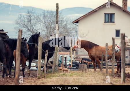 Schmutzige Pferde in einer schlammigen Reitarena mit elektrischem Zaun Auf dem Land Reiten Ranch Stockfoto