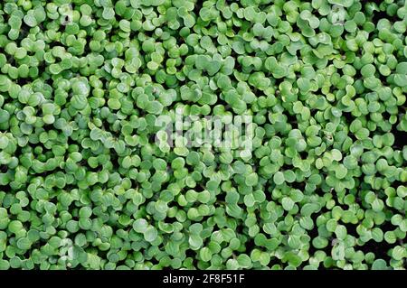 Der Anbau von Senf-Mikrogrüns für einen gesunden Lebensstil. Gekeimtes Senfkorn aus nächster Nähe. Draufsicht. Stockfoto