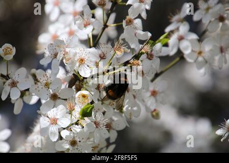 Bumble Bee sammelt Nektar aus einer Pflaumenblüte Baum Stockfoto