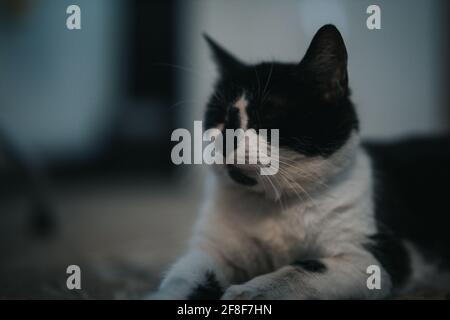 Müde schwarz-weiß gefleckte Katze, die auf dem Boden liegt Versuchen nicht einzuschlafen Stockfoto