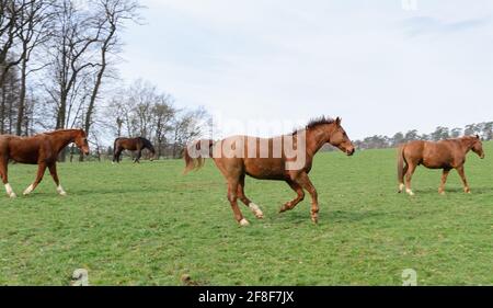Einheimische braune Vollblutpferde (Equus ferus caballus) galoppieren auf einer Weide auf dem Land, Deutschland, Europa Stockfoto