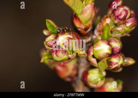 ameise auf weißer Blütenknospe Stockfoto