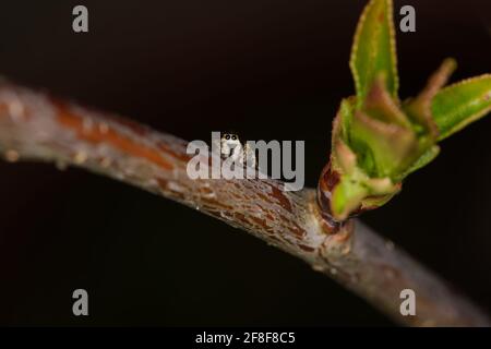 zebra springende Spinne auf Zweig in Makro Stockfoto