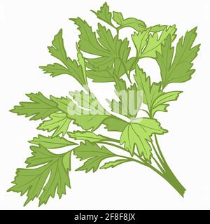 A bunch of parsley. Fresh greens, plants. Seasoning for the preparation of various dishes. Healthy food, plant foods. Vector. Freehand drawing. Stock Vektor