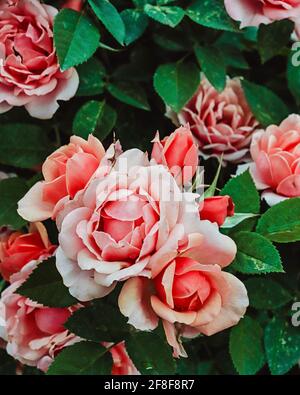 Rosa Rosen blühen im Frühling auf einem Rosenstrauch Stockfoto