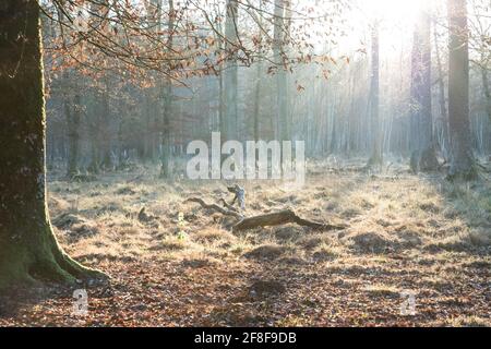 Einsame Waldlichtung mit Baumstamm in der Herbstdämmerungs-Sonne. Seele der Natur Umwelt ist Symbol für Hoffnung Leben und Heilung. Auch würdevoller Nachruf Stockfoto