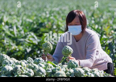 Reife asiatische Frau mit zwei Artischockenköpfen Stockfoto