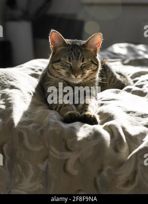 Nahaufnahme eines tabby Hauskatzen, der zu Hause auf einem Bett schläft. Ernsthaftes und fokussiertes Tier. Hintergrundbeleuchtung. Amerikanische Kurzhaarkatze. Beine. Flauschiges Kätzchen. Stockfoto