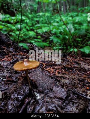 Im Frühjahr wächst der Wildpilz auf dem Waldboden Stockfoto