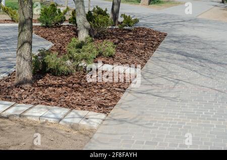 Wacholderbüsche mit Mulch am Rand des Gehwegs. Geschredderte Kiefernrinde zum Mulchen. Natürliche Rinde, die als Boden für den Garten verwendet wird. Co Stockfoto