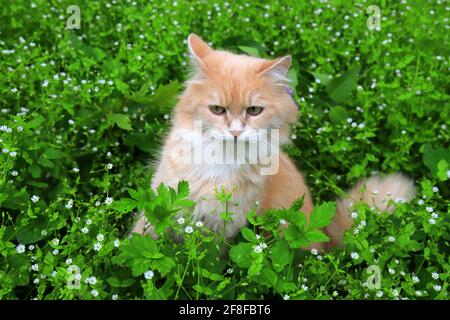 Wütende rothaarige verlorene Katze schaut aus dem grünen Gras. Traurige vermisste Katze auf der Suche nach einem Zuhause. Ein verlassenes Tier auf der Straße Stockfoto