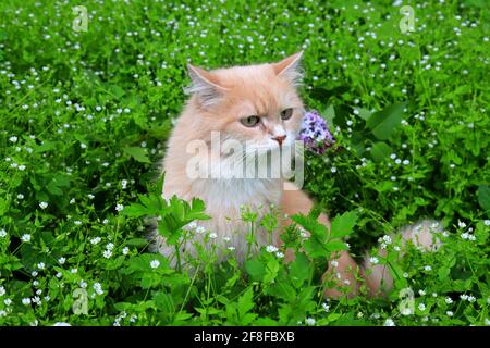 Wütende rothaarige verlorene Katze schaut aus dem grünen Gras. Traurige vermisste Katze auf der Suche nach einem Zuhause. Ein verlassenes Tier auf der Straße Stockfoto