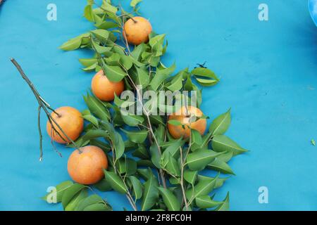Clementine Zweige mit Früchten auf blauem Hintergrund Stockfoto