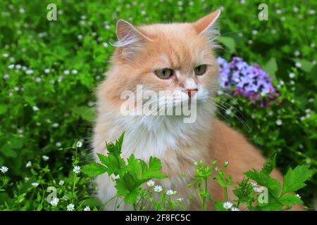 Wütende rothaarige verlorene Katze schaut aus dem grünen Gras. Traurige vermisste Katze auf der Suche nach einem Zuhause. Ein verlassenes Tier auf der Straße Stockfoto