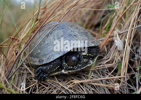 Europäische Teichschildkröte (Emys orbicularis) Auf dem Hochmoor in der Ukraine Stockfoto