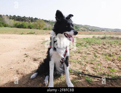 10 Monate alter Border Collie Welpe. Schafhund intelligentes Sitzen. Stockfoto