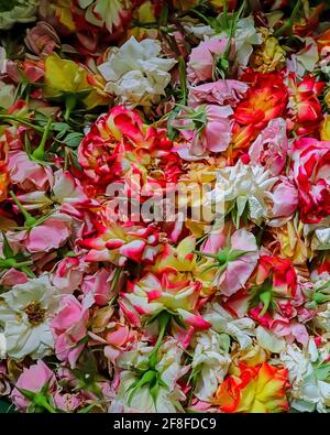 Verschiedene farbige Rosen versammelten sich Stockfoto