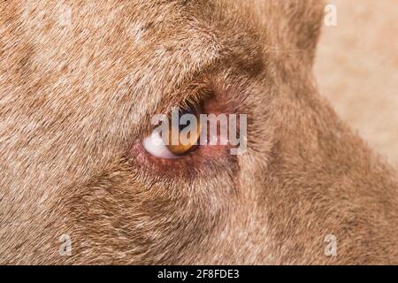 Auge eines Pitbull Terrier Hundetieres, Nahaufnahme. Stockfoto