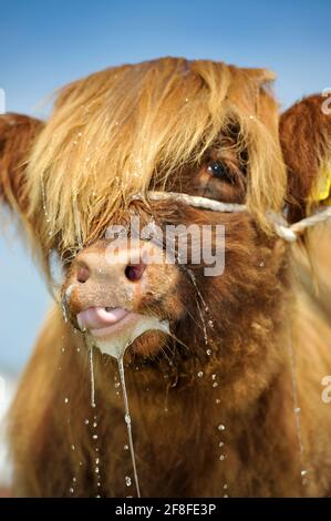 Junges Highland-Kalb bei der Great Yorkshire Show, an einem heißen Sommertag, Harrogate, Großbritannien. Stockfoto