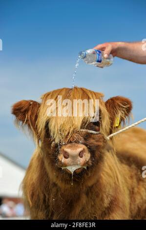 Junges Highland-Kalb bei der Great Yorkshire Show, an einem heißen Sommertag, Harrogate, Großbritannien. Stockfoto