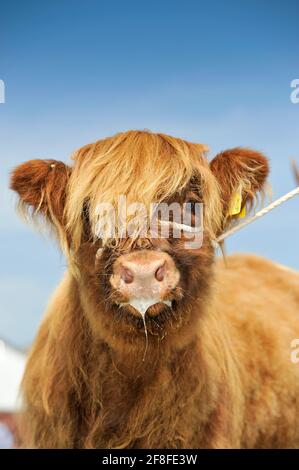 Junges Highland-Kalb bei der Great Yorkshire Show, an einem heißen Sommertag, Harrogate, Großbritannien. Stockfoto