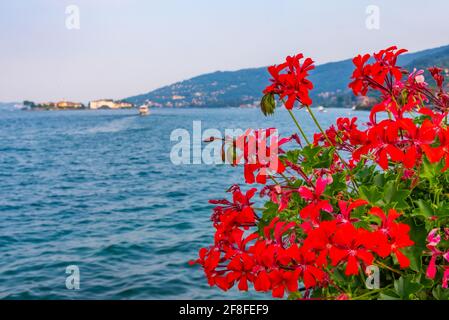 Lago Maggiore hinter Blumen gesehen, Italien Stockfoto