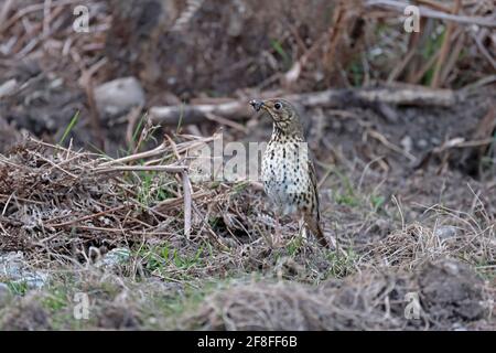 Song Thrush mit Lebensmitteln auf einem Waldboden Wald von Dean UK Stockfoto