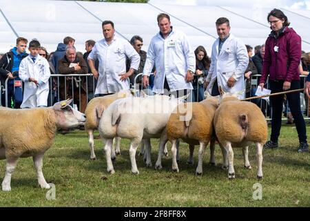 Beurteilung von Beltex Schafen bei der Royal Highland Show im Jahr 2019. Stockfoto