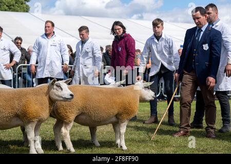 Beurteilung von Beltex Schafen bei der Royal Highland Show im Jahr 2019. Stockfoto