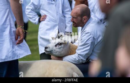 Beurteilung von Beltex Schafen bei der Royal Highland Show im Jahr 2019. Stockfoto