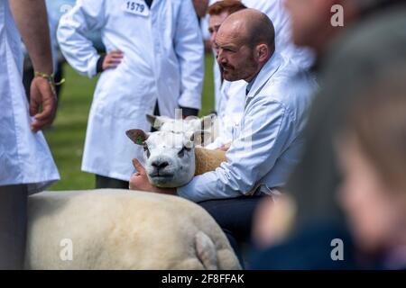 Beurteilung von Beltex Schafen bei der Royal Highland Show im Jahr 2019. Stockfoto